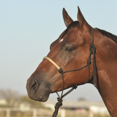 Braided Rawhide Rope Halter