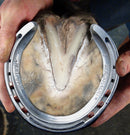 TRADITION FLUSH TOE HIND CLIPPED