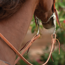 Harness Split Reins Tied Ends